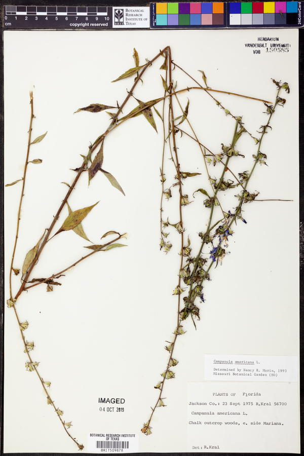 Campanula americana image