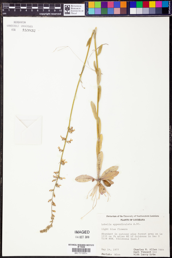 Lobelia appendiculata image