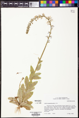 Lobelia appendiculata image