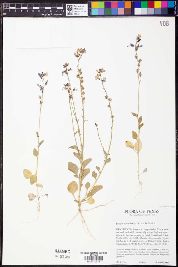 Lobelia berlandieri subsp. berlandieri image