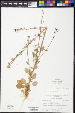Lobelia homophylla image