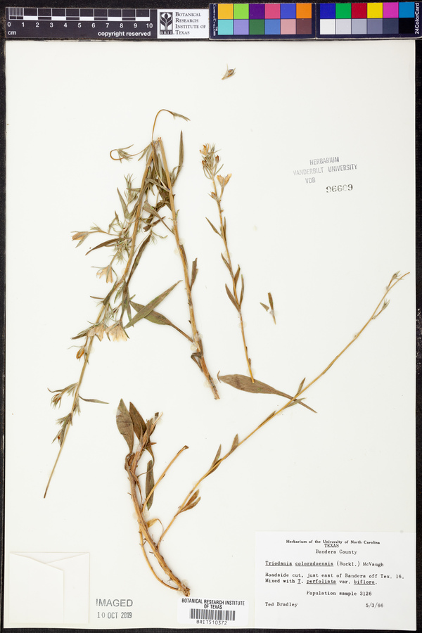 Triodanis coloradoensis image