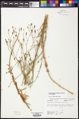 Image of Wahlenbergia linarioides