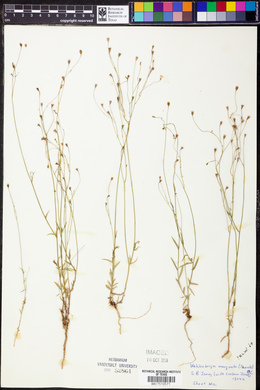 Wahlenbergia marginata image