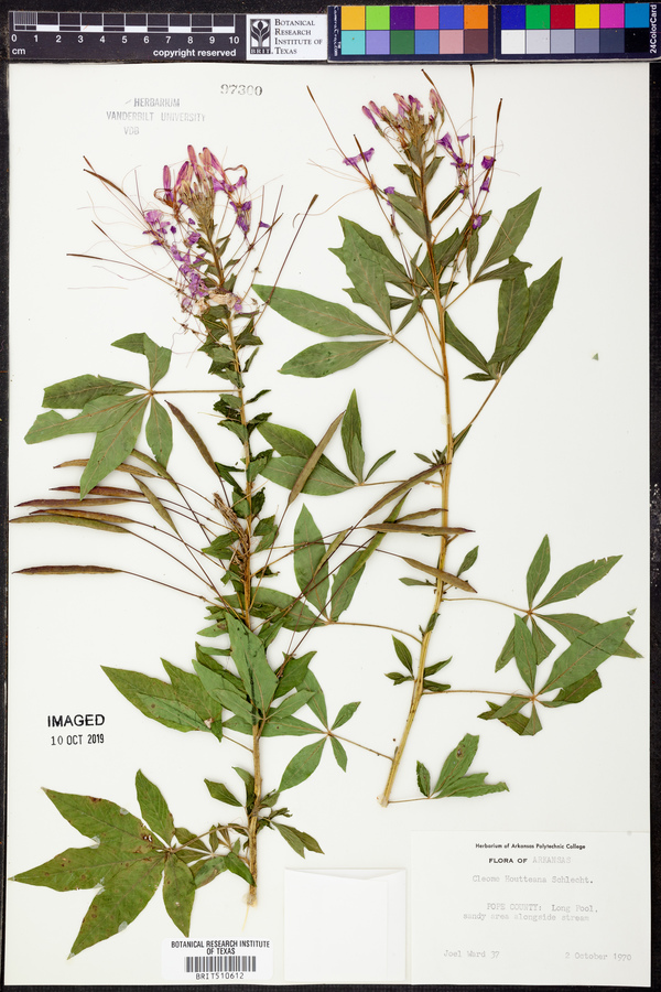 Cleome houtteana image