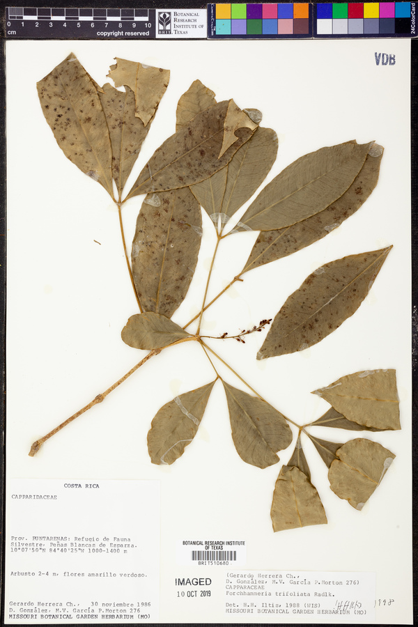 Forchhammeria trifoliata image