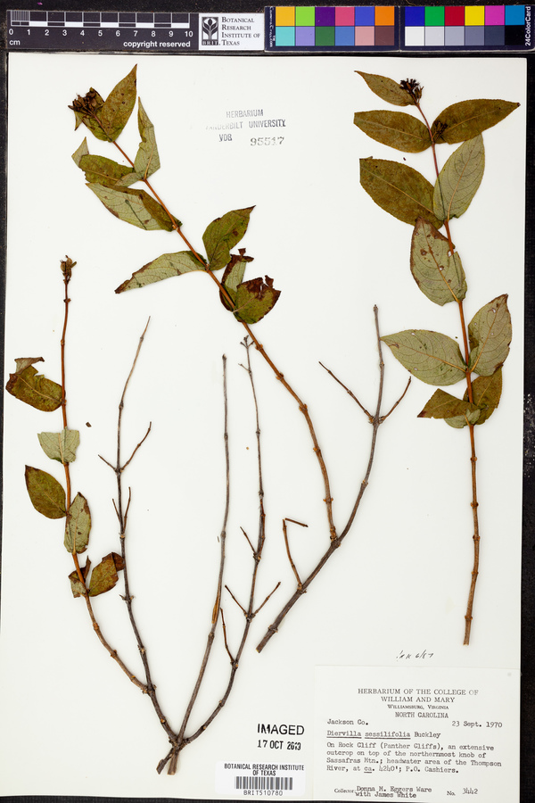 Diervilla sessilifolia image