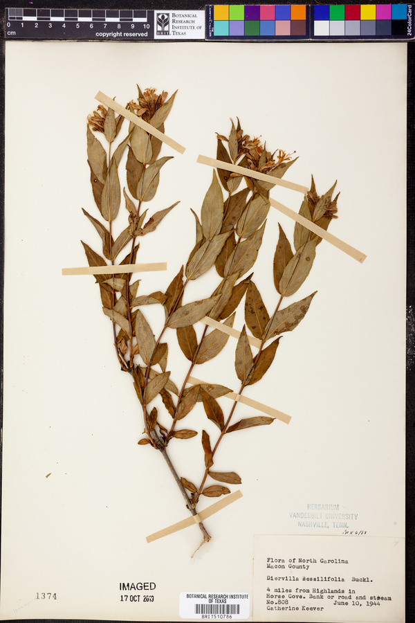 Diervilla sessilifolia image