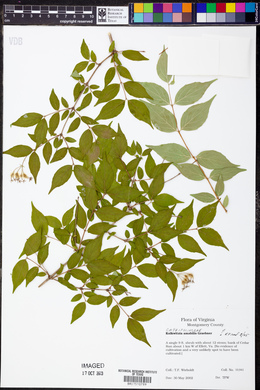 Kolkwitzia amabilis image