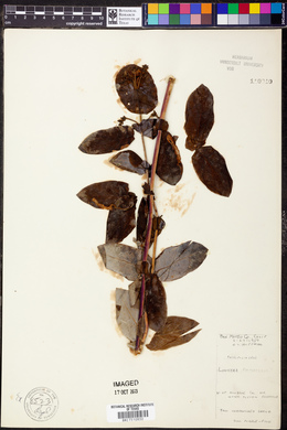 Lonicera purpurascens image
