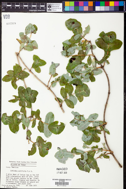 Lonicera albiflora image