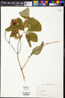 Lonicera flava image