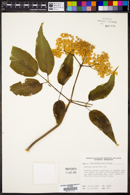 Sambucus racemosa var. melanocarpa image