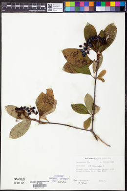 Viburnum cassinoides image