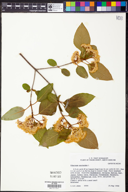 Viburnum cassinoides image