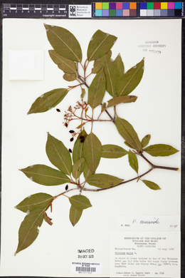 Viburnum cassinoides image