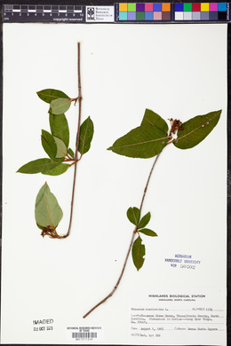 Viburnum cassinoides image