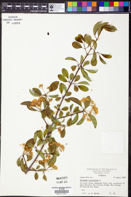 Viburnum cassinoides image