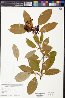 Viburnum cassinoides image