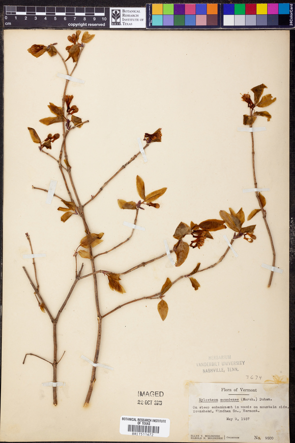 Lonicera caerulea subsp. caerulea image