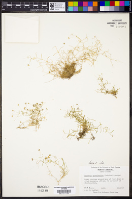 Arenaria groenlandica image