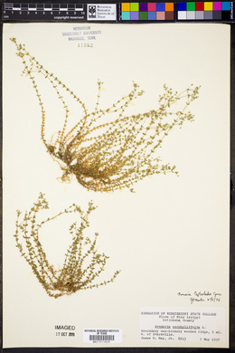 Arenaria leptoclados image