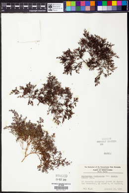 Paronychia fastigiata var. pumila image
