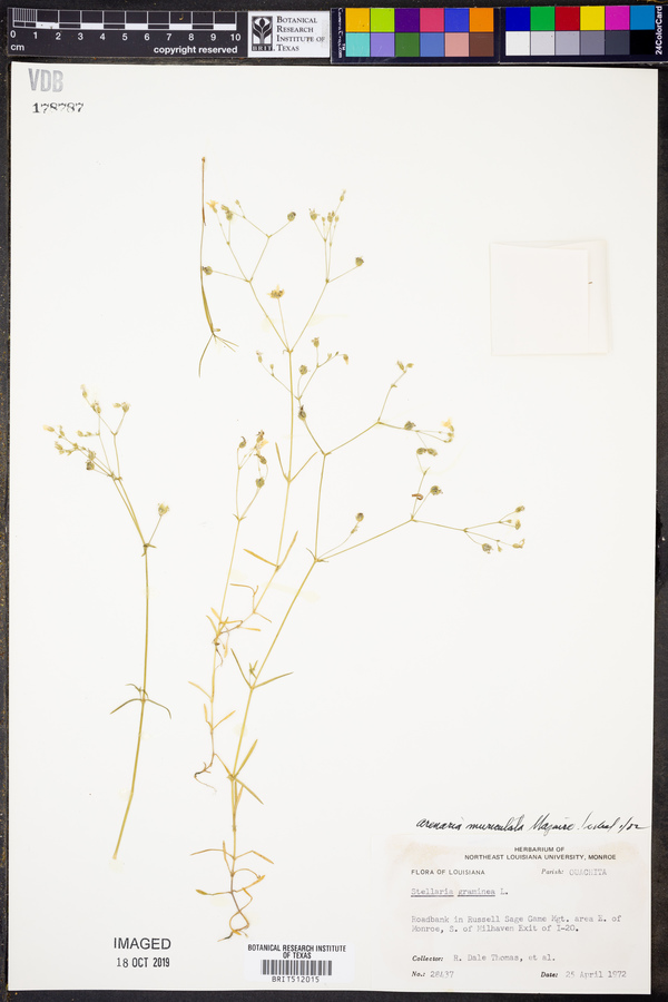 Minuartia muriculata image