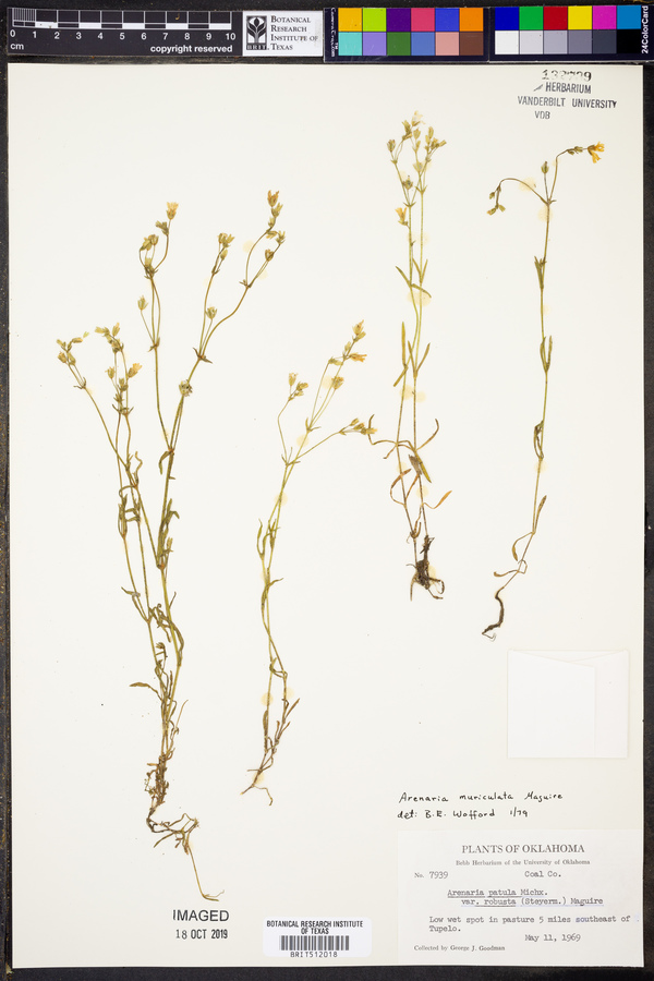 Minuartia muriculata image