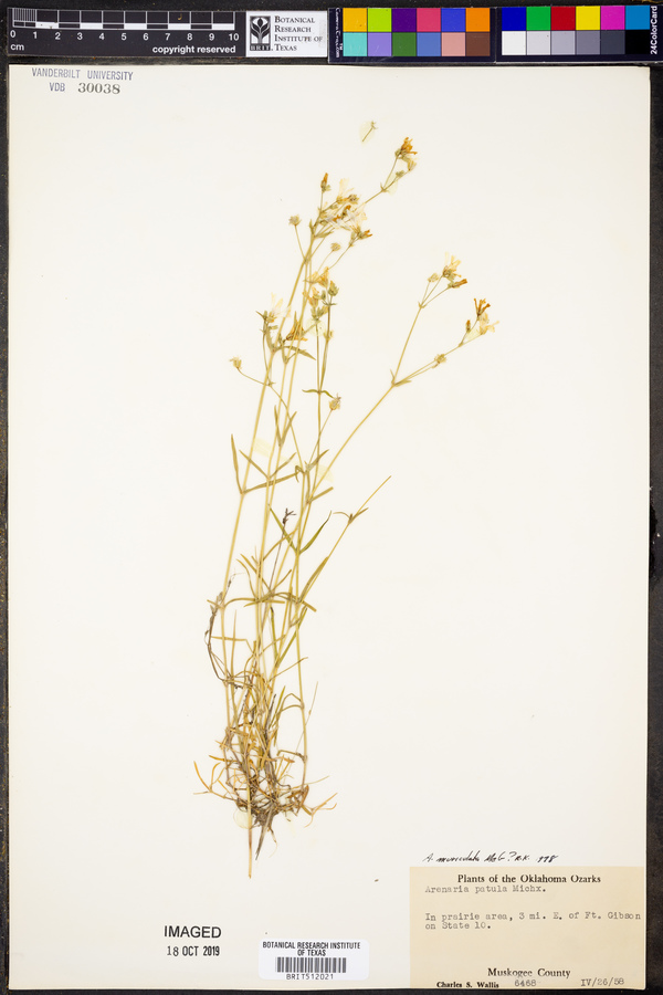 Minuartia muriculata image