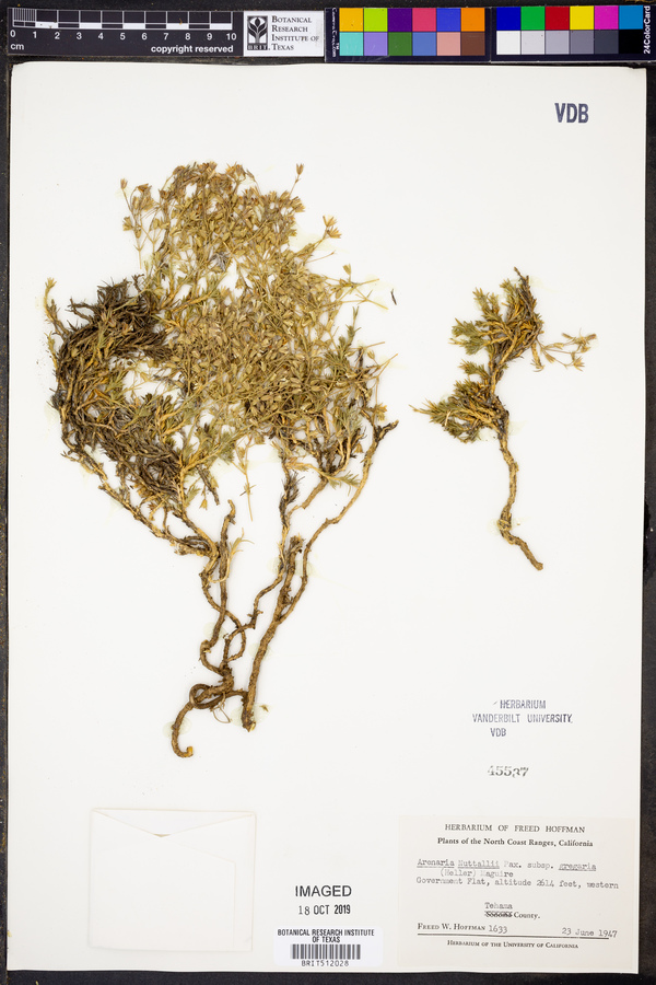 Sabulina nuttallii var. gregaria image