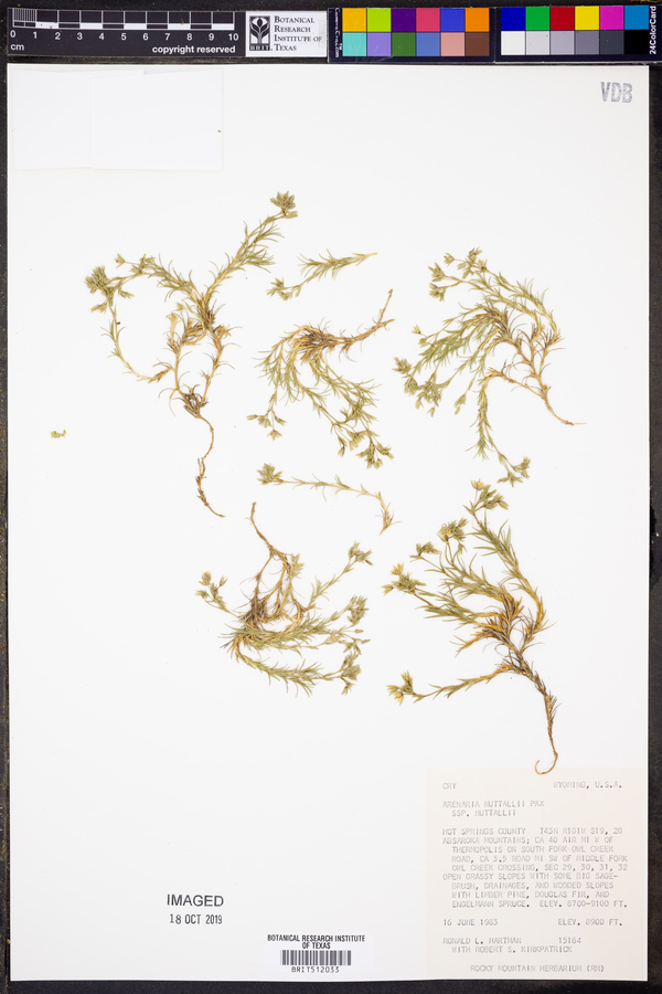 Arenaria nuttallii subsp. nuttallii image
