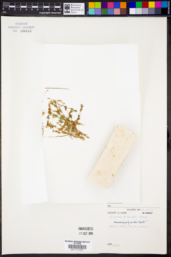 Arenaria polycaulos image