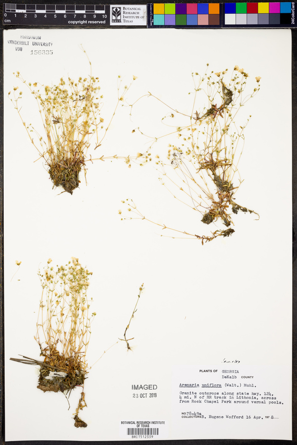Mononeuria uniflora image