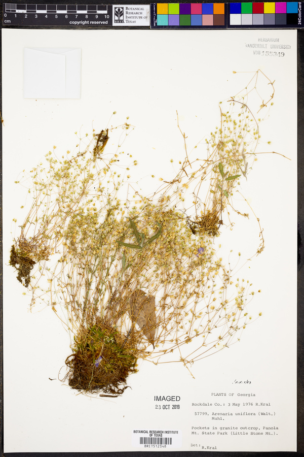 Mononeuria uniflora image