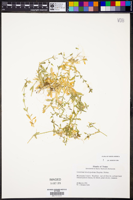Cerastium brachypodum image