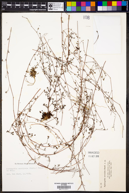 Paronychia americana image