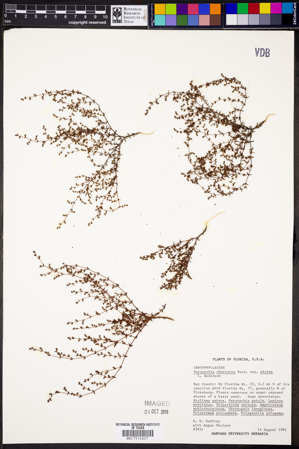 Paronychia chartacea subsp. minima image