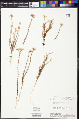 Polycarpaea corymbosa image