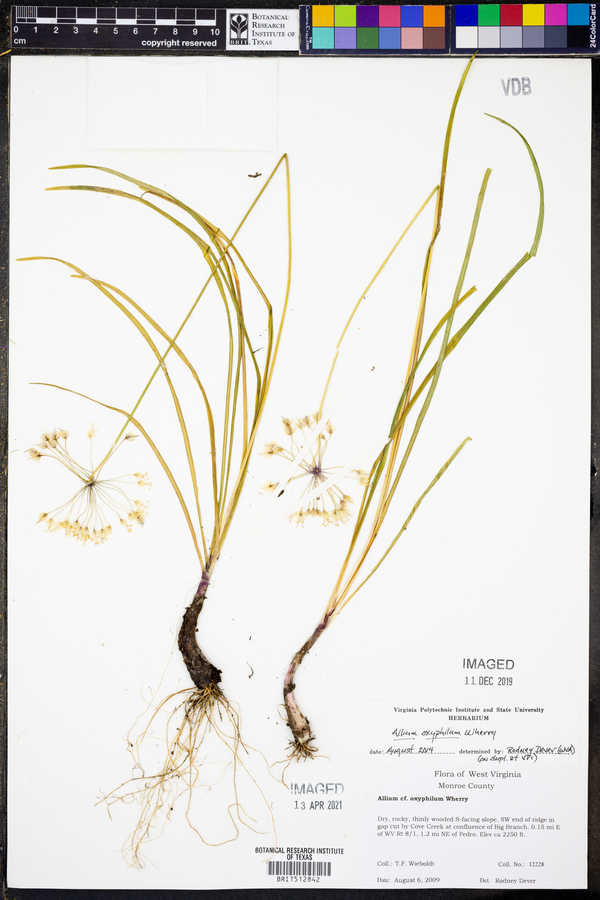 Allium oxyphilum image