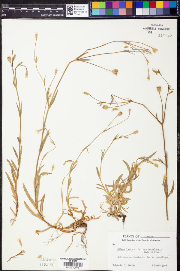 Silene laeta image
