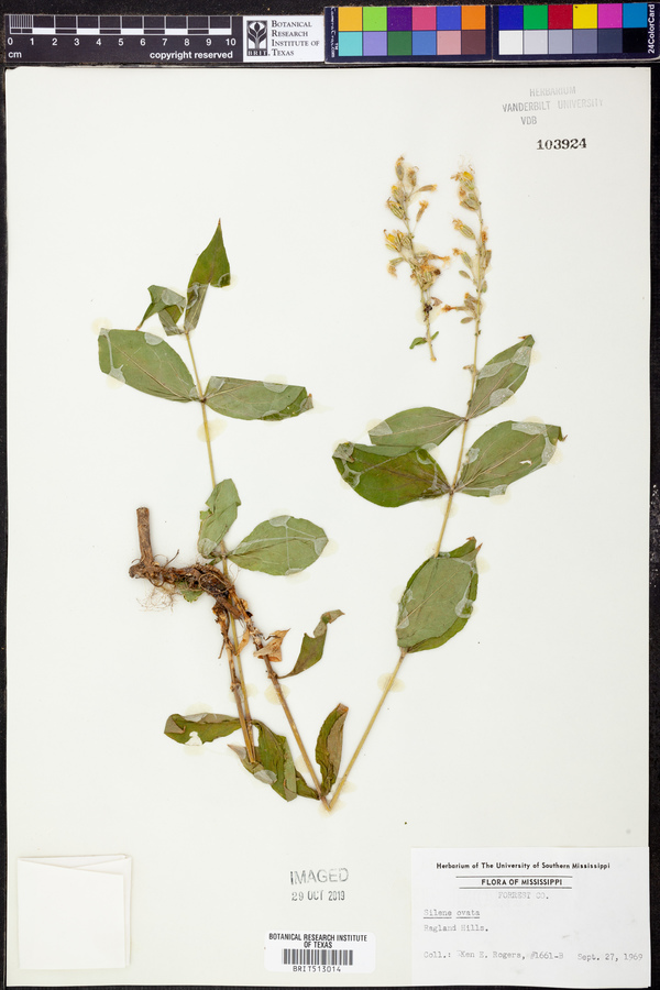 Silene ovata image