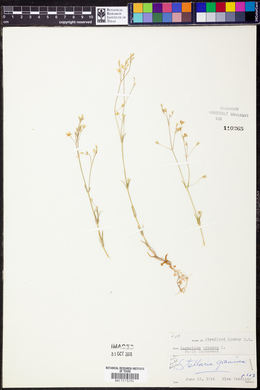 Cerastium arvense image