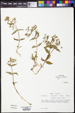 Stellaria pubera image