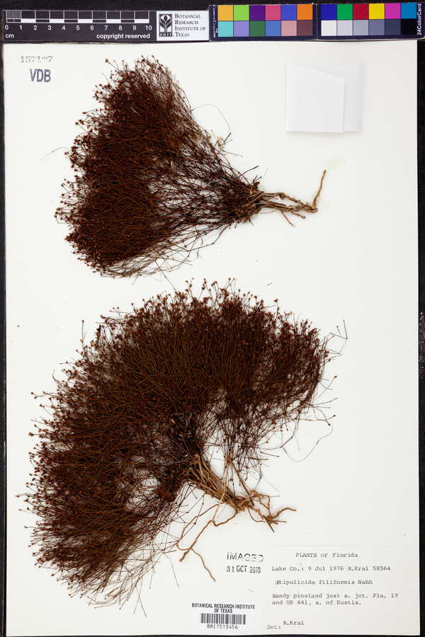 Stipulicida filiformis image
