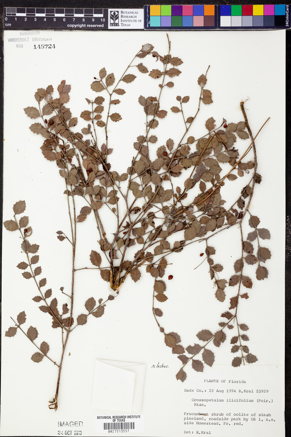 Crossopetalum ilicifolium image