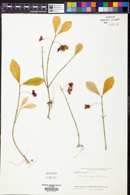 Euonymus obovatus image