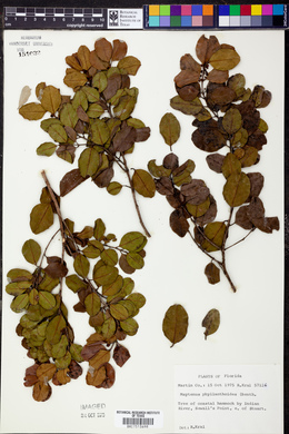 Tricerma phyllanthoides image