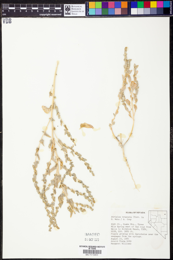 Atriplex truncata image