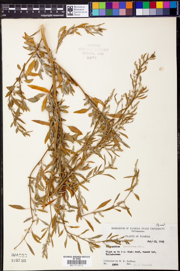 Chenopodium lanceolatum image